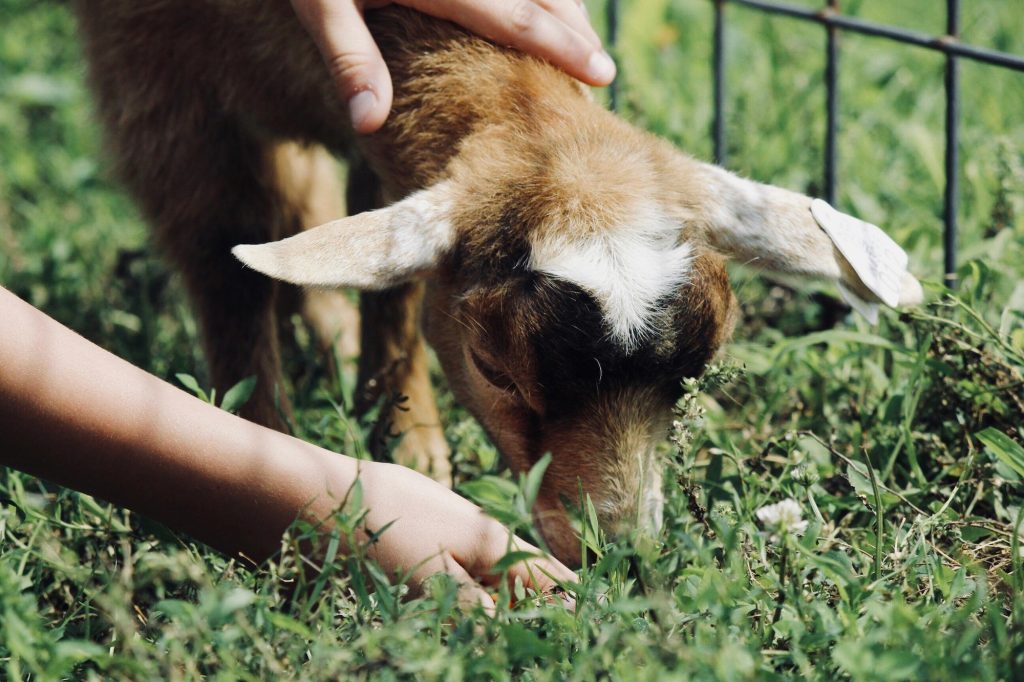 Animal encounter kids party idea.